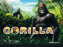 Gorilla